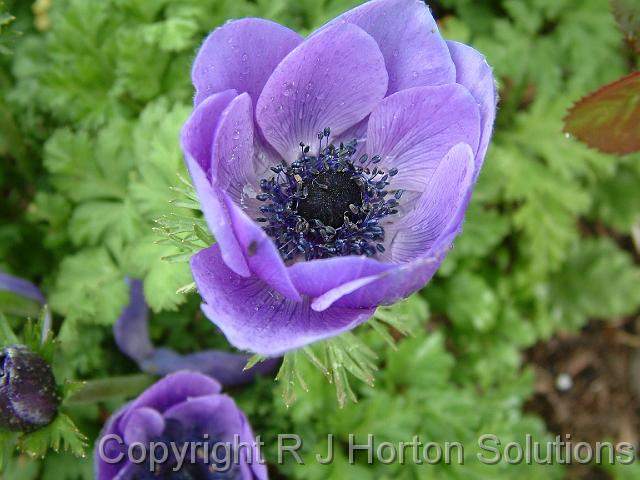 Anemone Mauve